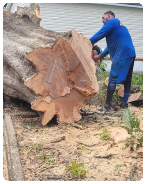 904Tree worker cutting a large oak trunk during a tree removal in Jacksonville, FL