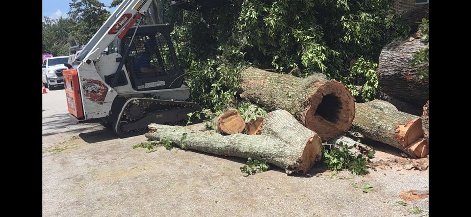 904Tree Bobcat skid steer moving large hollow oak logs after a tree removal in Jacksonville, FL