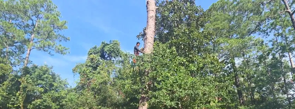 904Tree climber scaling a tall pine during a tree removal job in Jacksonville FL