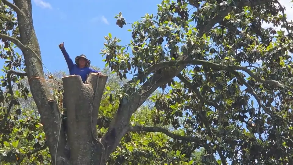904Tree crew member giving a thumbs up from a large magnolia canopy during tree work in Jacksonville FL