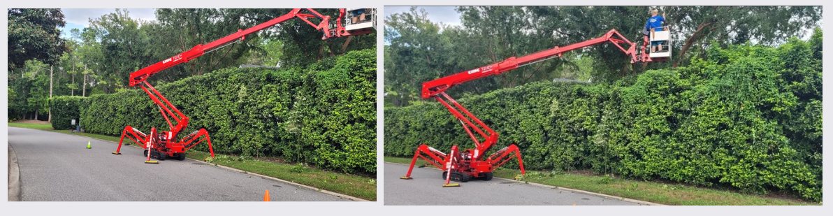 904Tree trimming tall hedges with a spider lift in Jacksonville, FL
