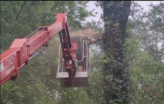 904Tree red spider lift trimming a tree canopy in Jacksonville, FL