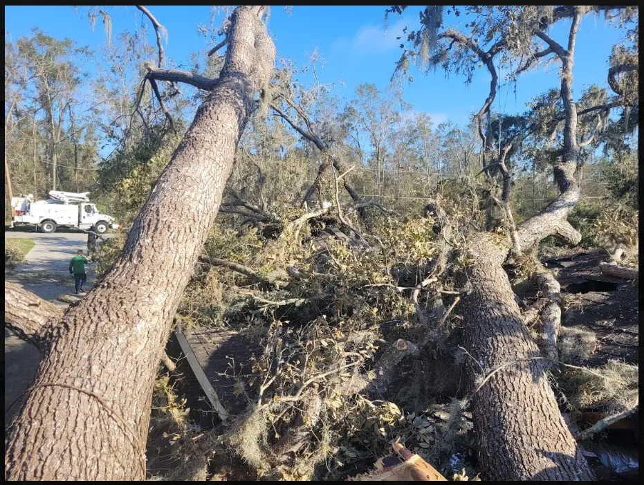 Multiple uprooted oaks and downed power lines after storm in Jacksonville FL