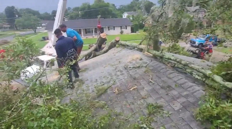 Emergency tree removal Jacksonville